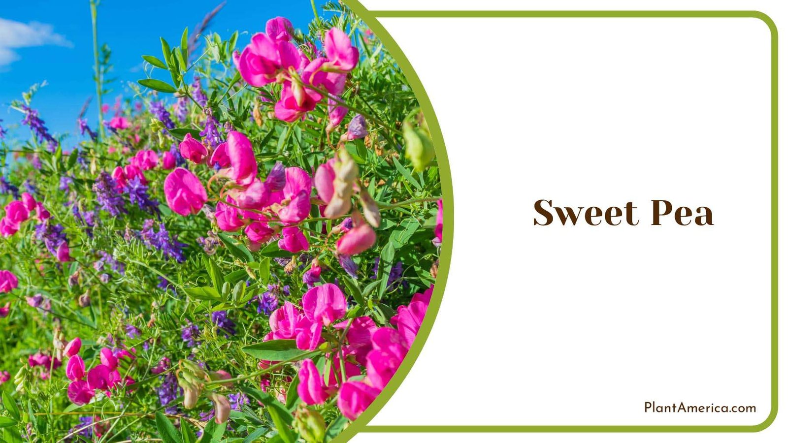 Colorful Pink Sweet Pea Varieties Plant America Colorful Pink Sweet Pea Varieties Plant America