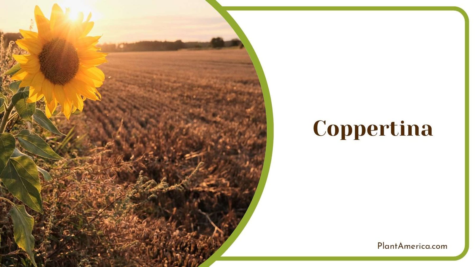Coppertina Thrives In Sunlight Plant America