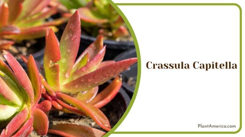 Crassula Capitella Charm Exploring Unique Succulent Beauty Plant America