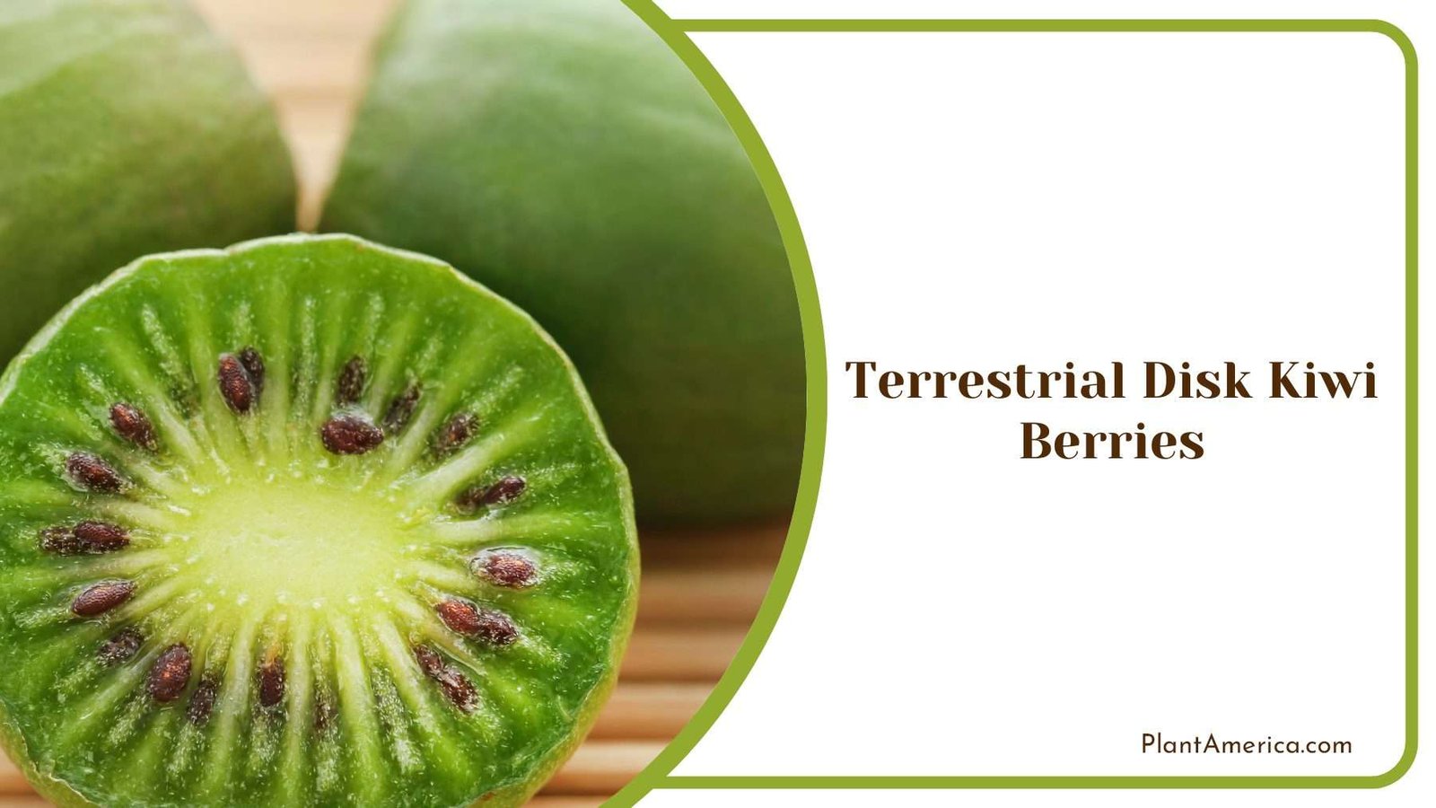 Cultivating Terrestrial Disk Kiwi Berries In Your Garden PlantAmerica Cultivating Terrestrial Disk Kiwi Berries In Your Garden PlantAmerica