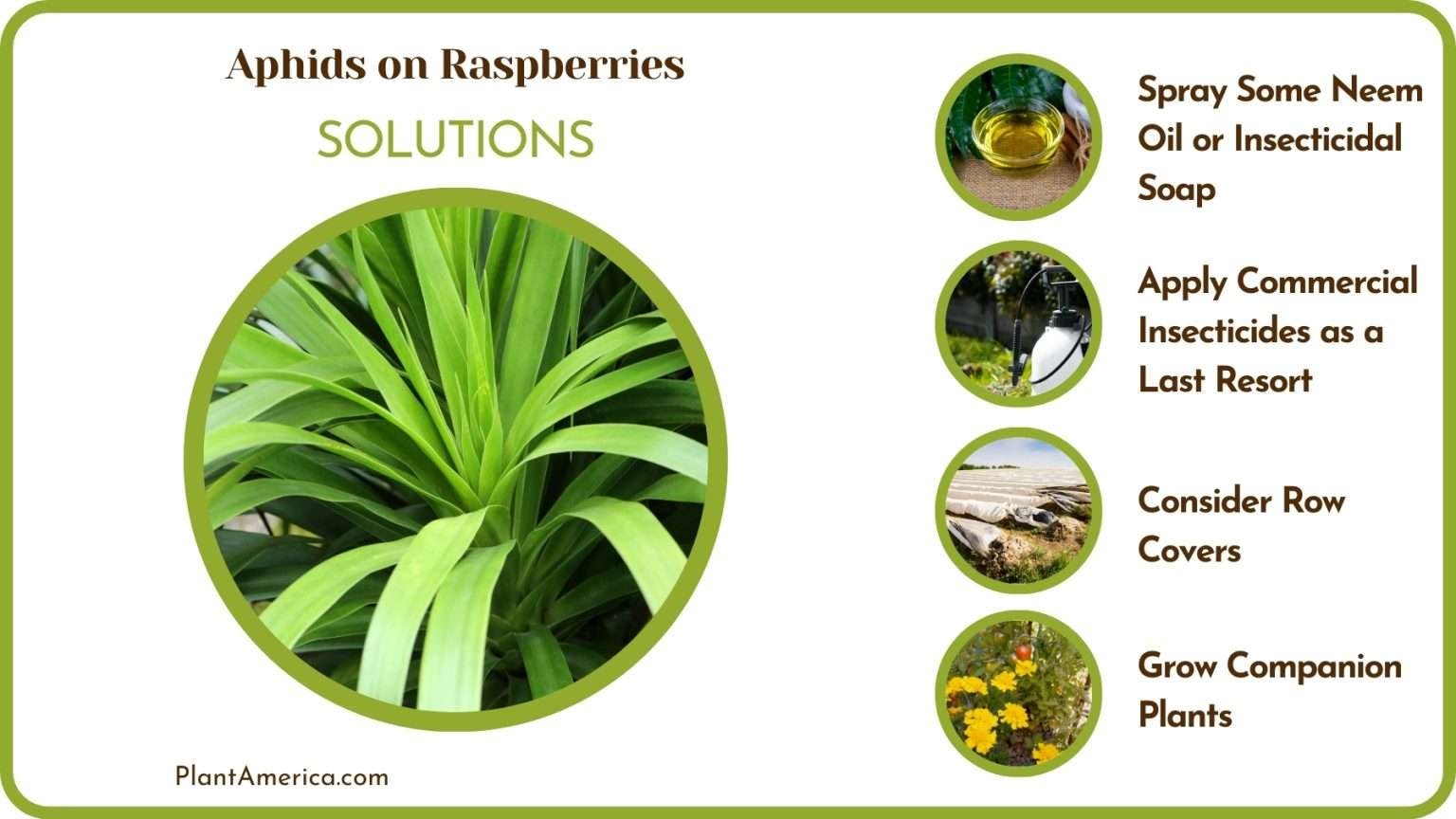 Aphid Bug In Raspberry Aphids on Raspberries: The Best Prevention and Control Strategies ...