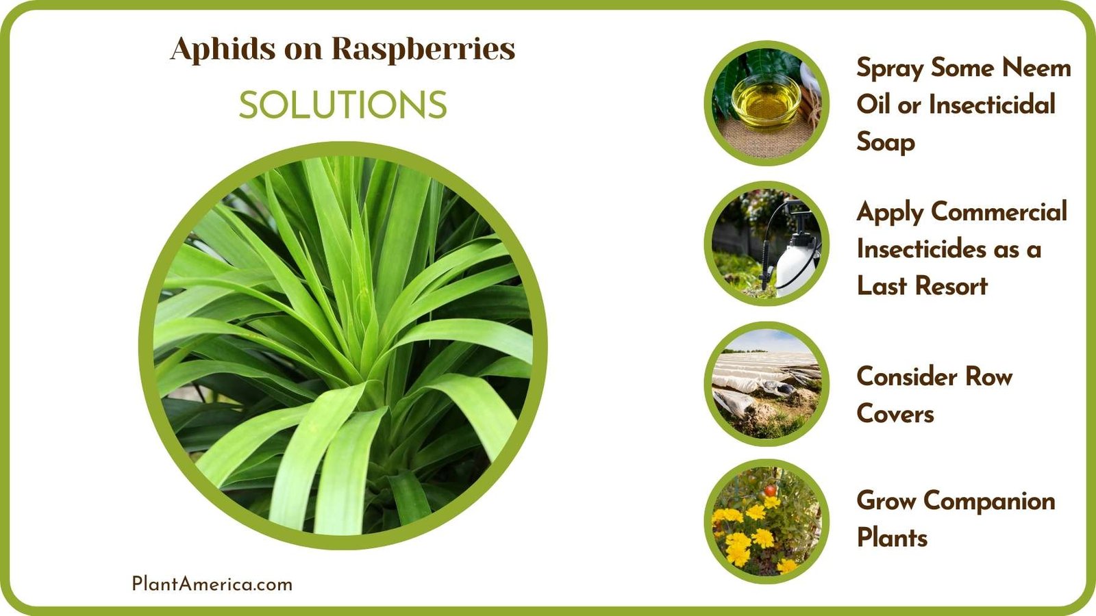 Cures Of Aphids on Raspberries Plant America Cures Of Aphids on Raspberries Plant America