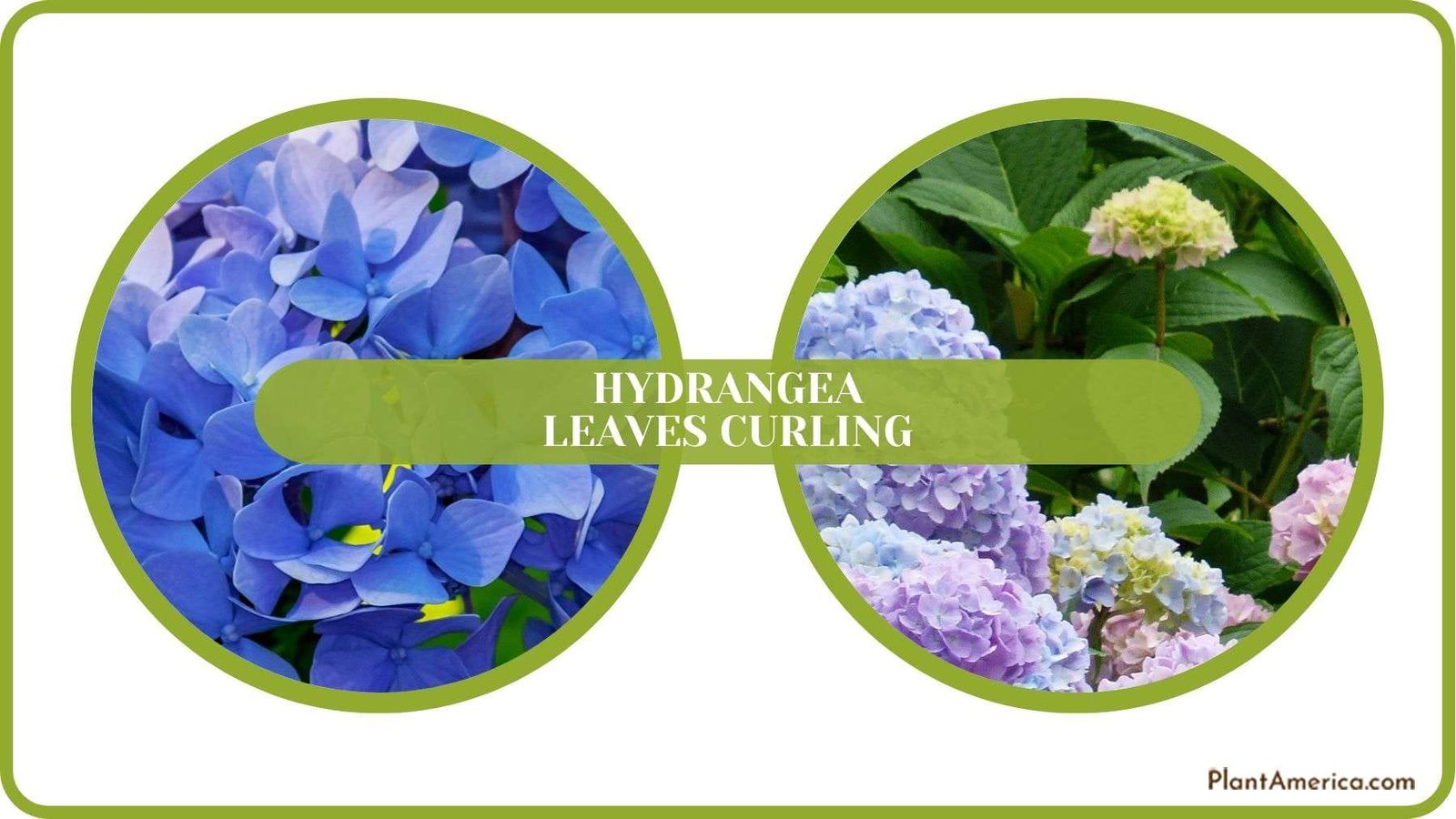 Curling Hydrangea Leaves Details Plant America Curling Hydrangea Leaves Details Plant America