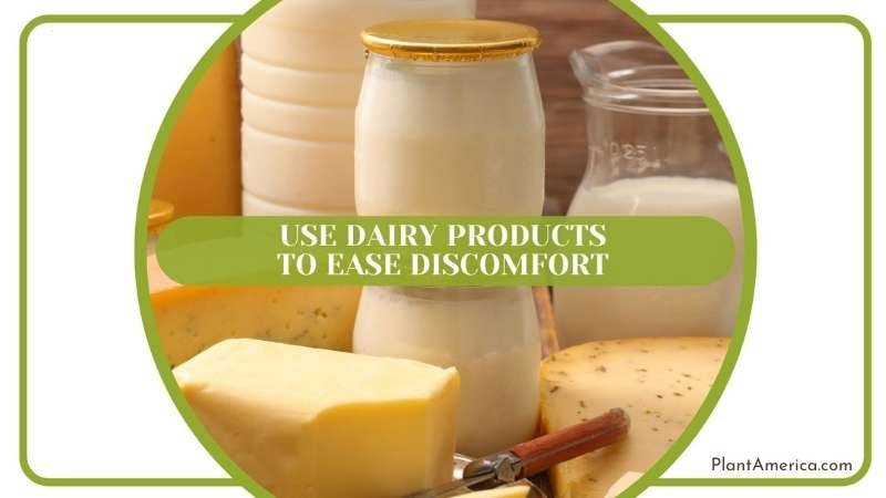 Dairy Products for Cat s Discomfort ~ Plant America