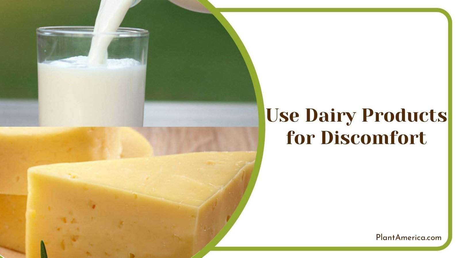 Dairy Products for Cats Plant America