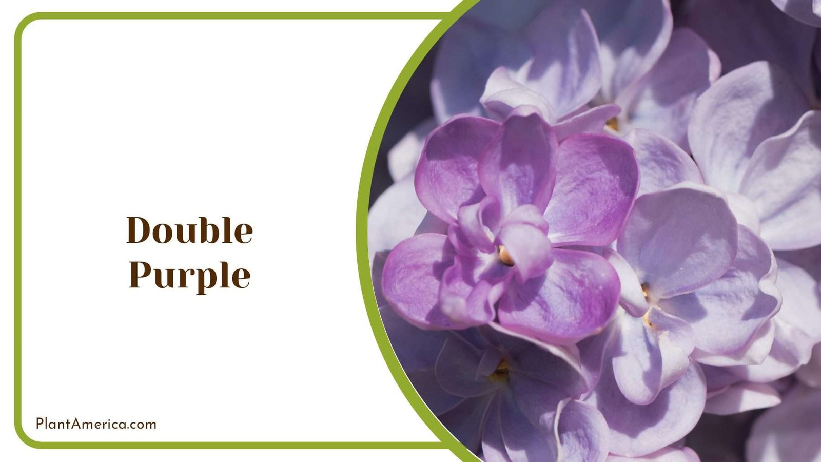 Double Purple Flowers Plant America
