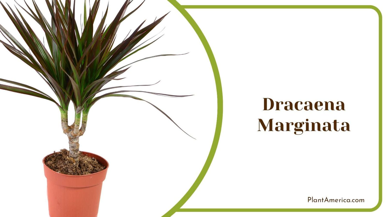 Dracaena Marginata In A Pot Plant America