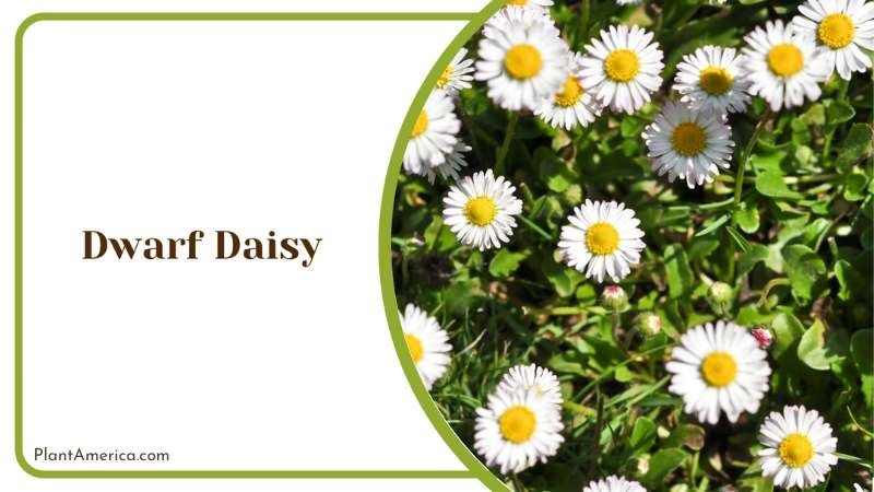 Dwarf Daisy In Sunlight Plant America Dwarf Daisy In Sunlight Plant America