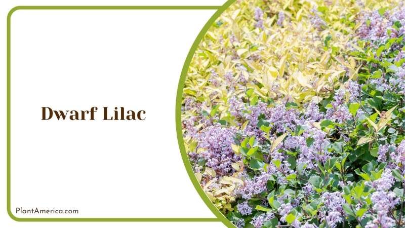 Dwarf Lilac Tiny Leaves Plant America Dwarf Lilac Tiny Leaves Plant America
