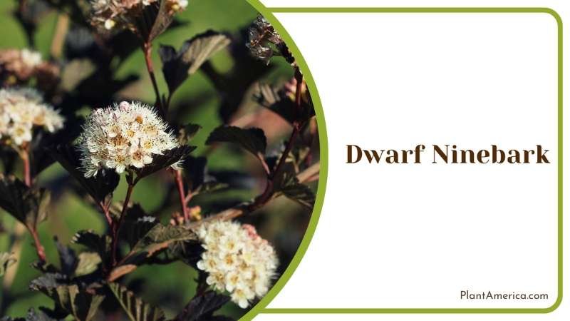 Dwarf Ninebark Blossoms Plant America Dwarf Ninebark Blossoms Plant America