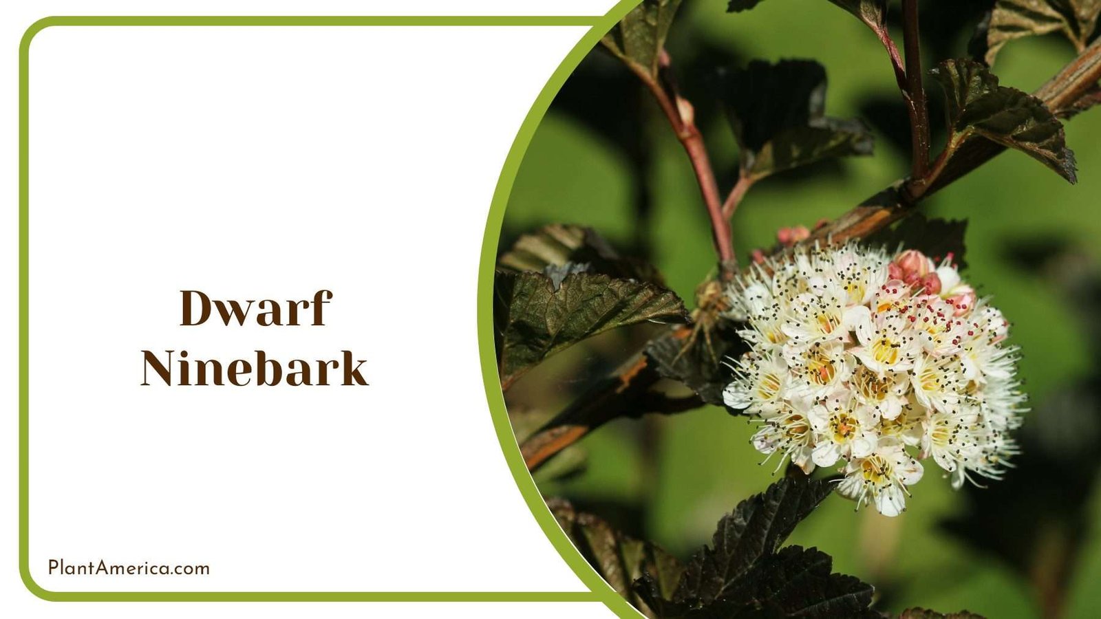 Dwarf Ninebark White Blooms Plant America