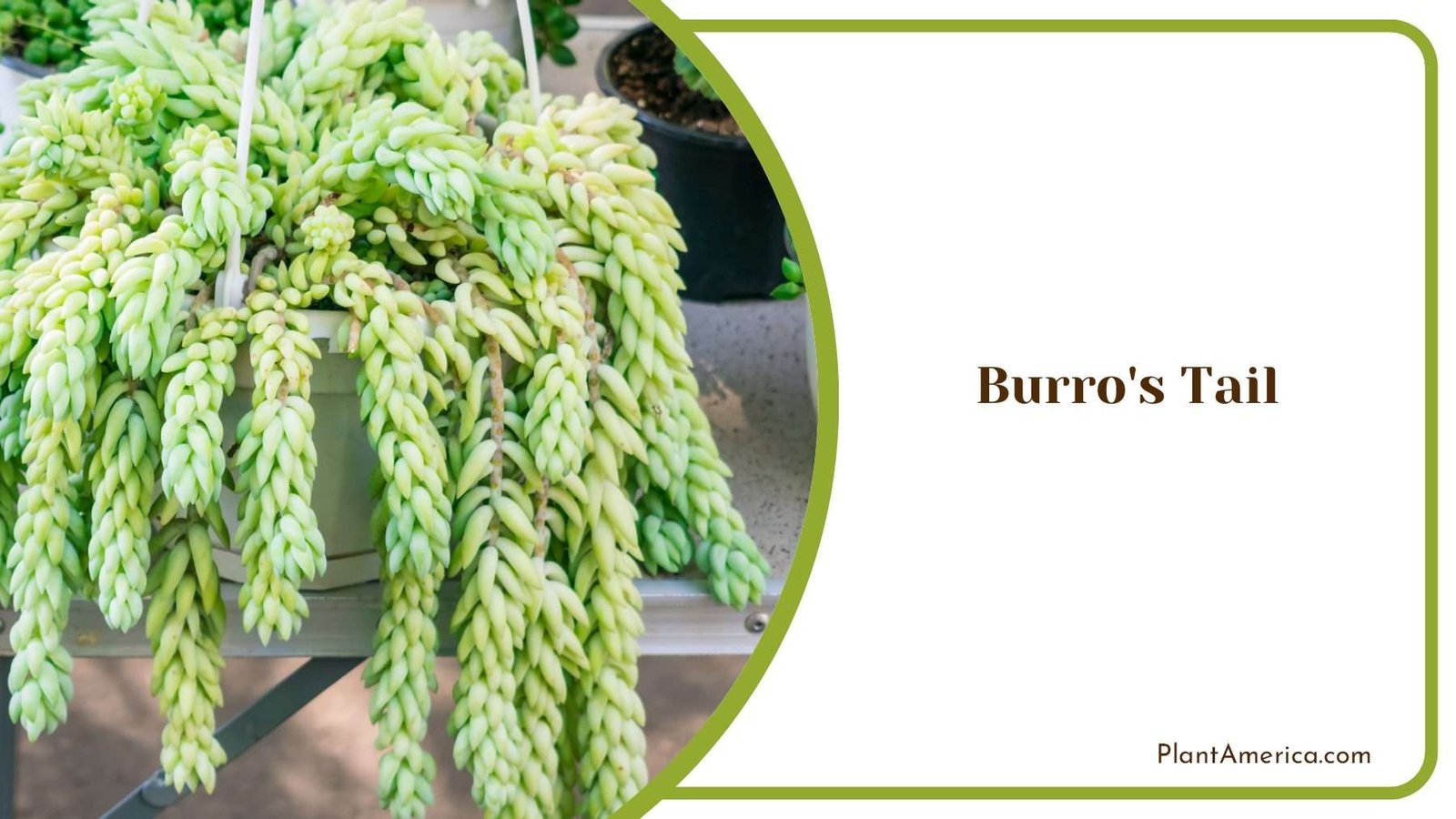 Elegance In Every Strand Caring For Burro s Tail Succulent Plant America