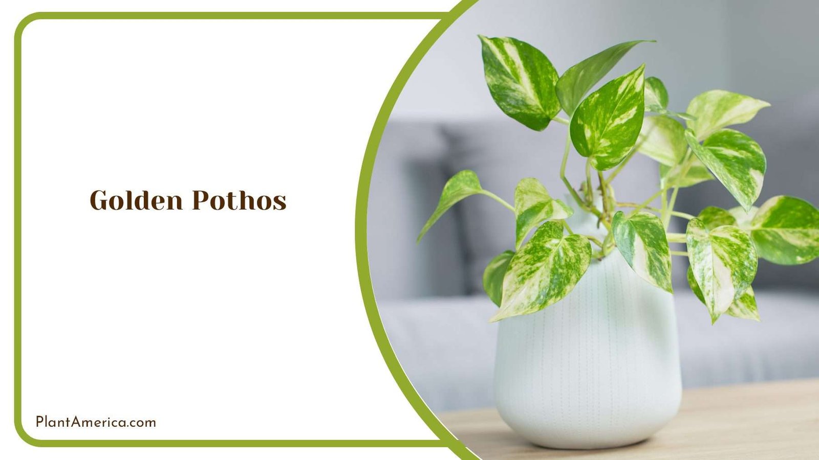 Elevate Your Space With The Lushness Of Golden Pothos Plant America