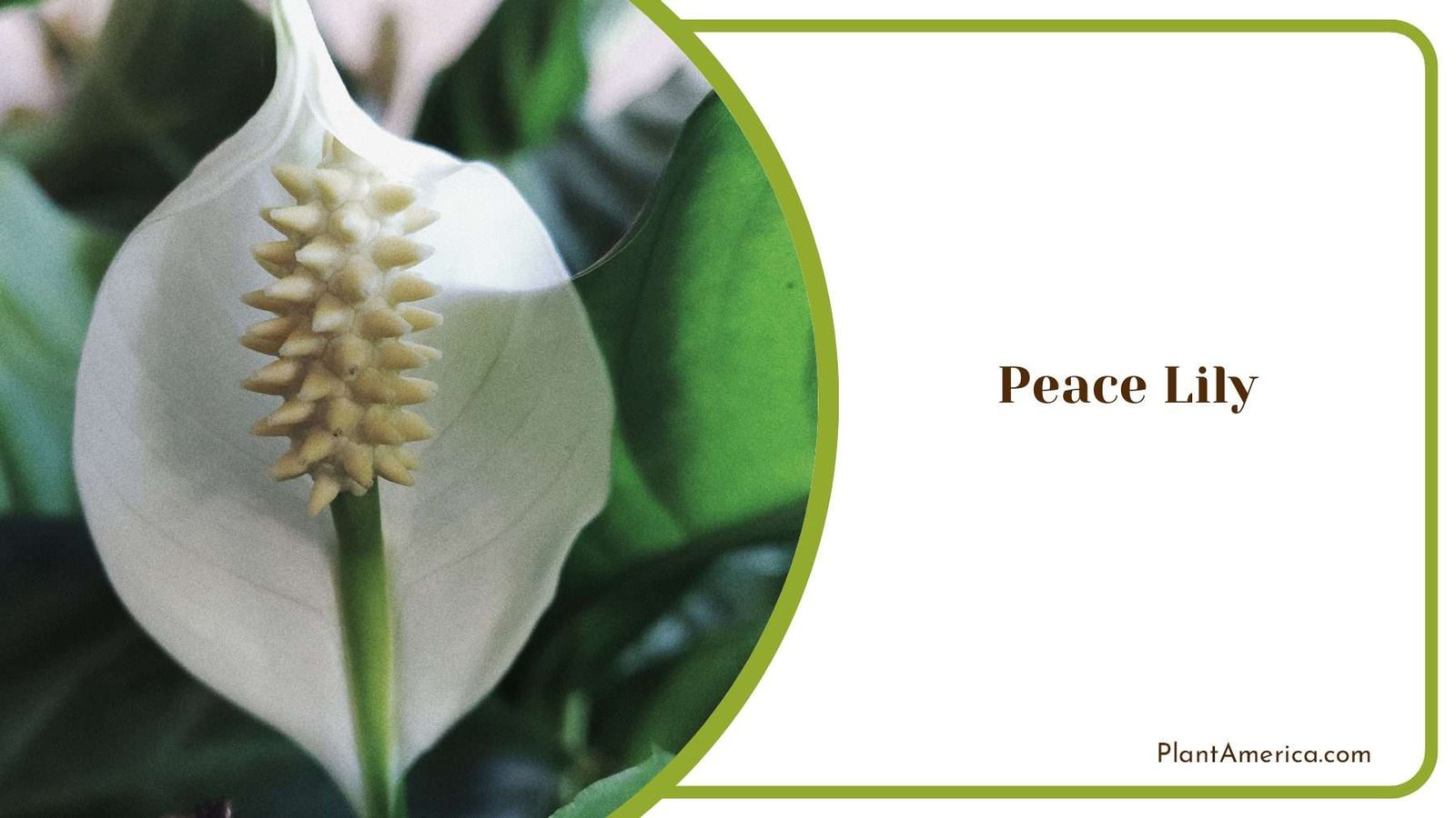Embracing Serenity Nurturing Peace Lilies With Tender Care Plant America