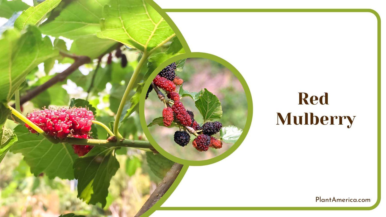 Enchanting Red Mulberry Plant America
