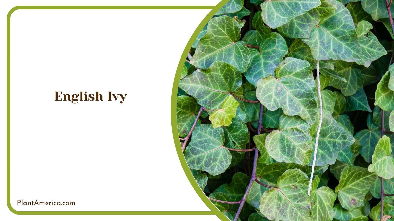 English Ivy Green Sophistication For Any Corner Plant America