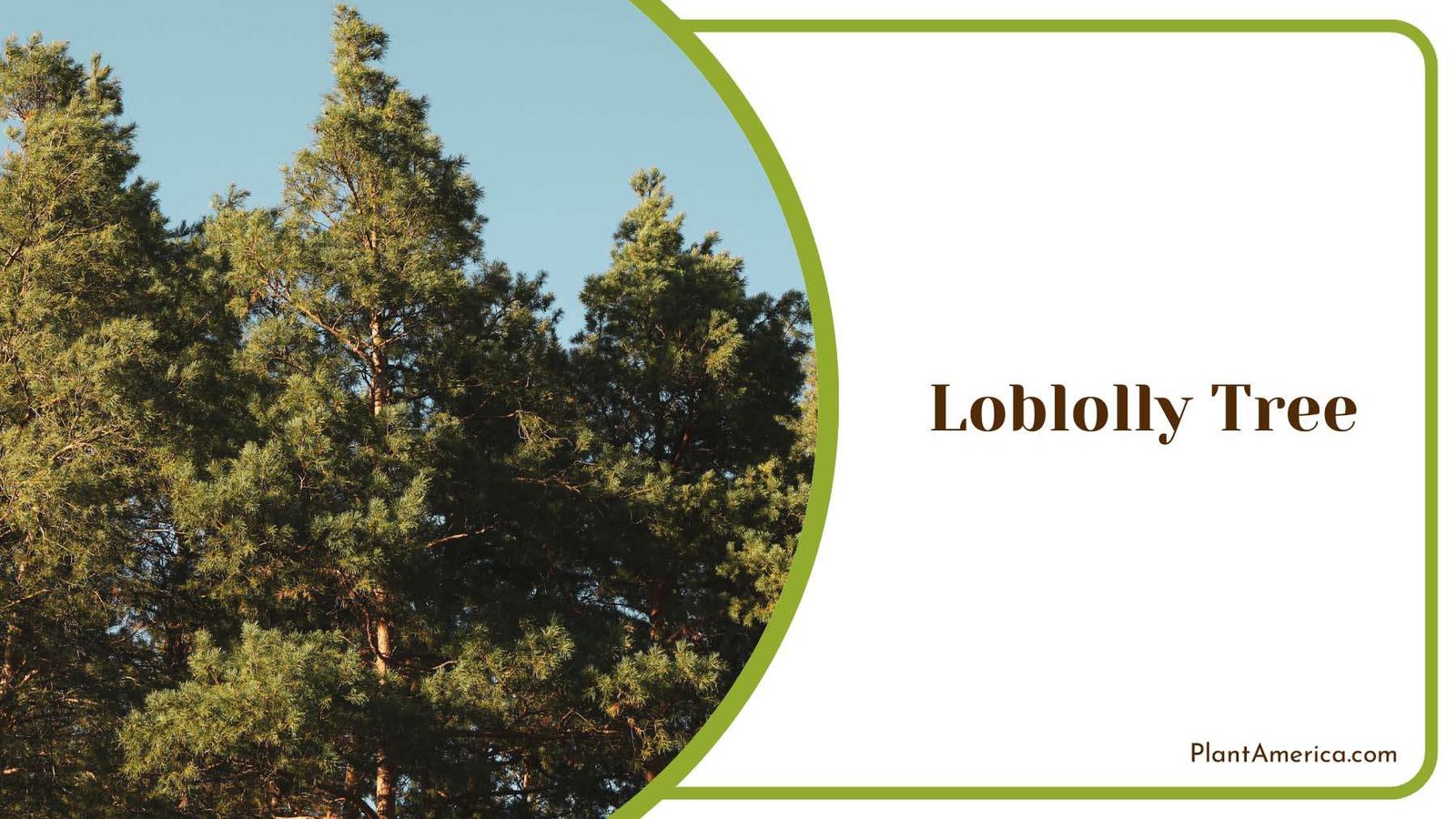 Evergreen Loblolly Pine Plant America