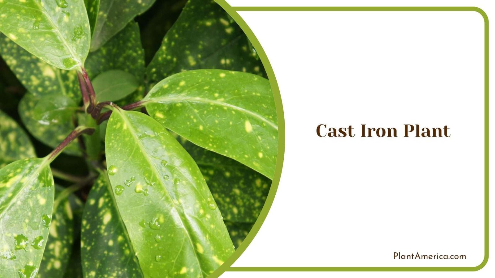 Exploring Cast Iron Plant Care And Resilience Plant America