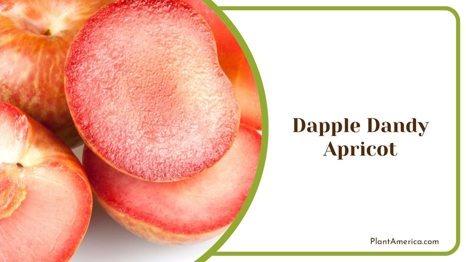 Exploring Dapple Dandy Pluots And Their Irresistible Flavor Exploring Dapple Dandy Pluots And Their Irresistible Flavor