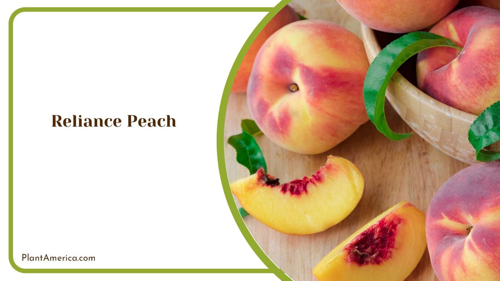Exploring The Allure Of Reliance Peach Exploring The Allure Of Reliance Peach