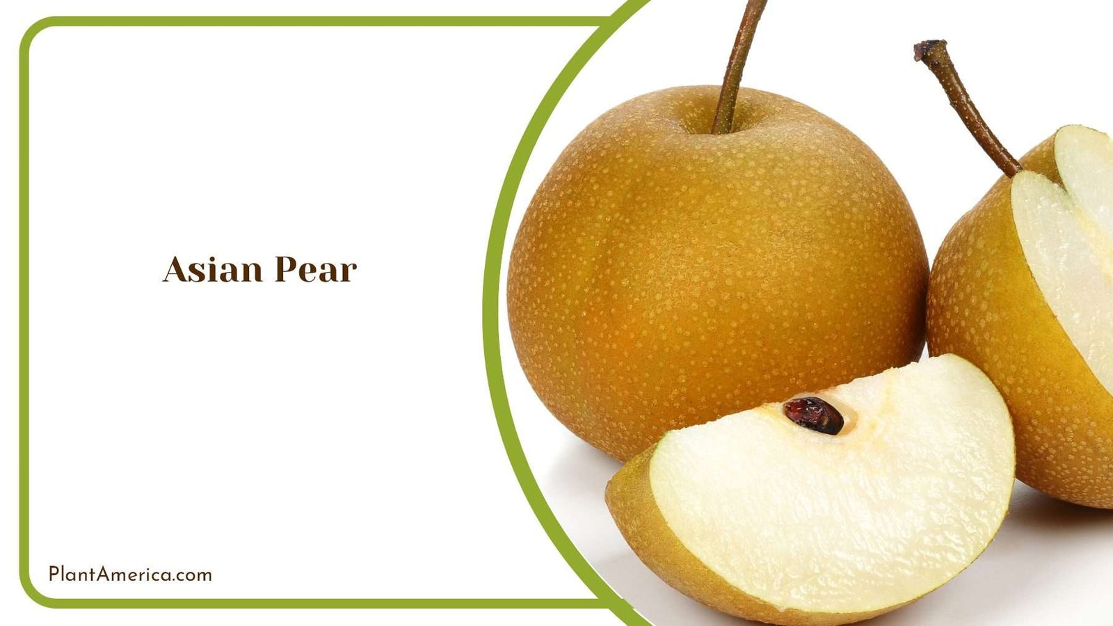 Exquisite Flavors Cultivating And Enjoying Asian Pears PlantAmerica Exquisite Flavors Cultivating And Enjoying Asian Pears PlantAmerica