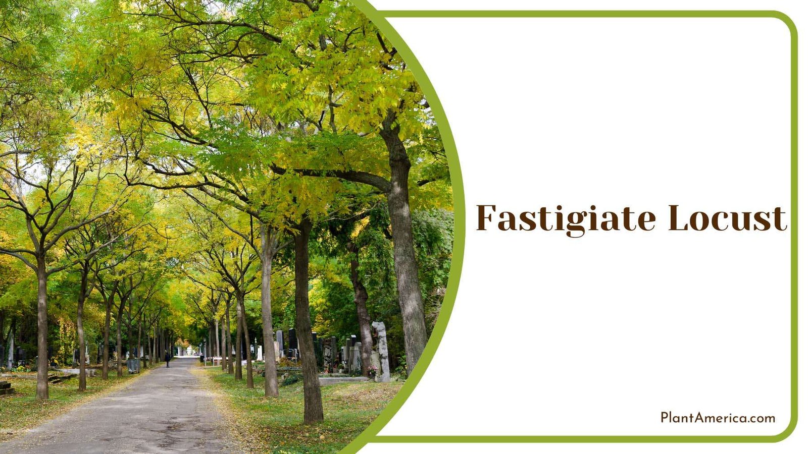 Fastigiate Locust In The Park Plant America