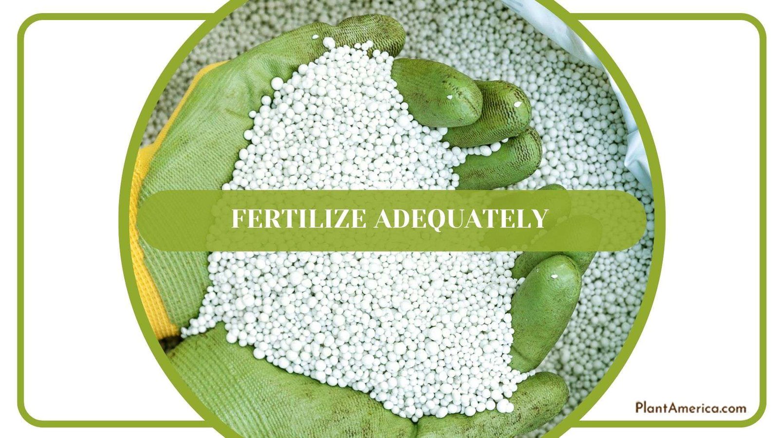 Fertilize for Hydrangea Plants Plant America Fertilize for Hydrangea Plants Plant America