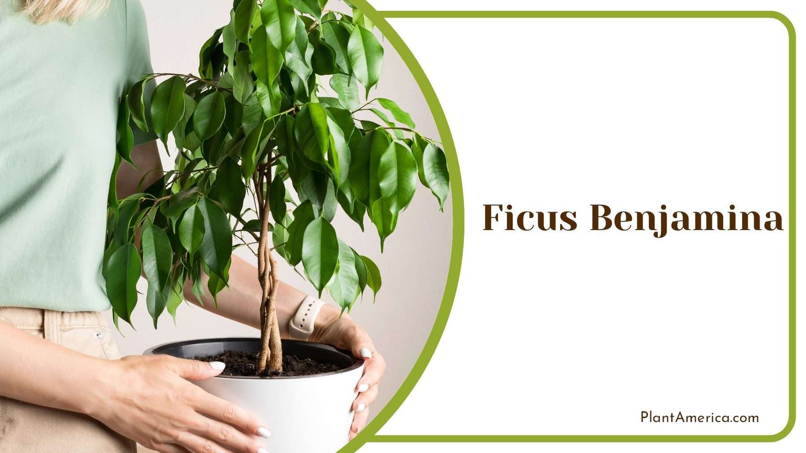 Ficus Benjamina Tiny Leaves Plant America