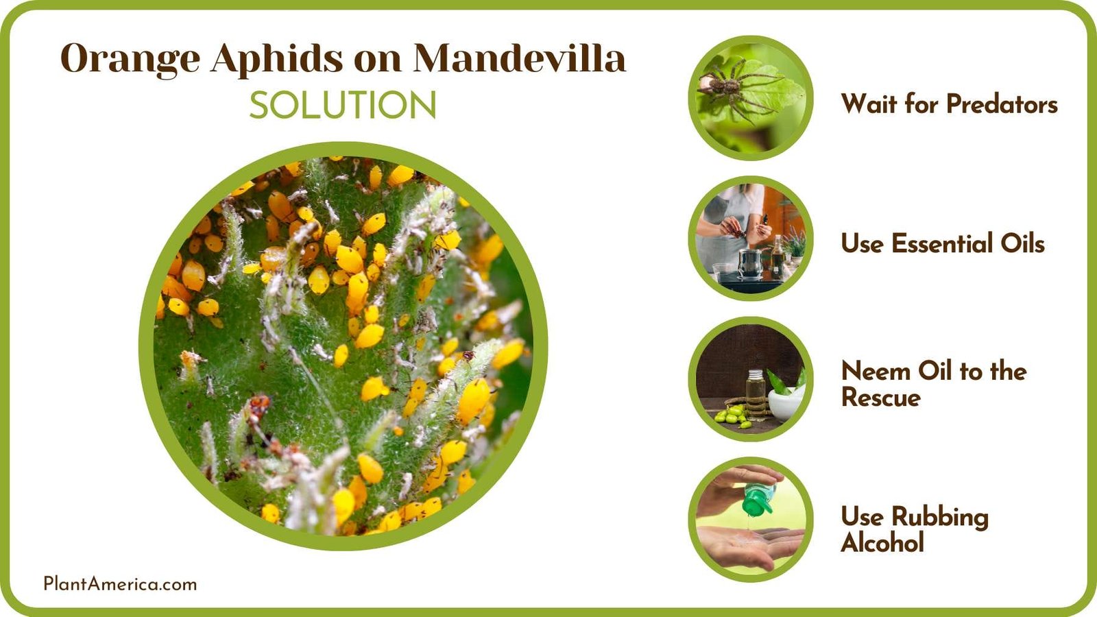 Fight with Orange Aphids Plant America