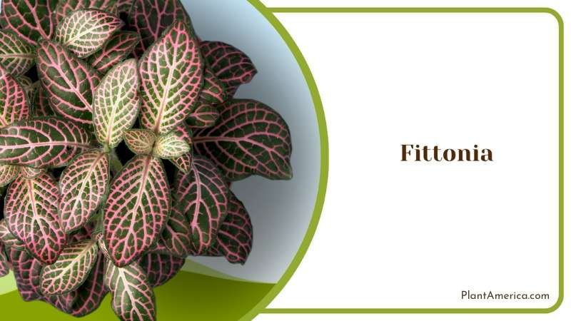 Fittonia Finesse Nurturing Colorful Leafy Patterns Plant America