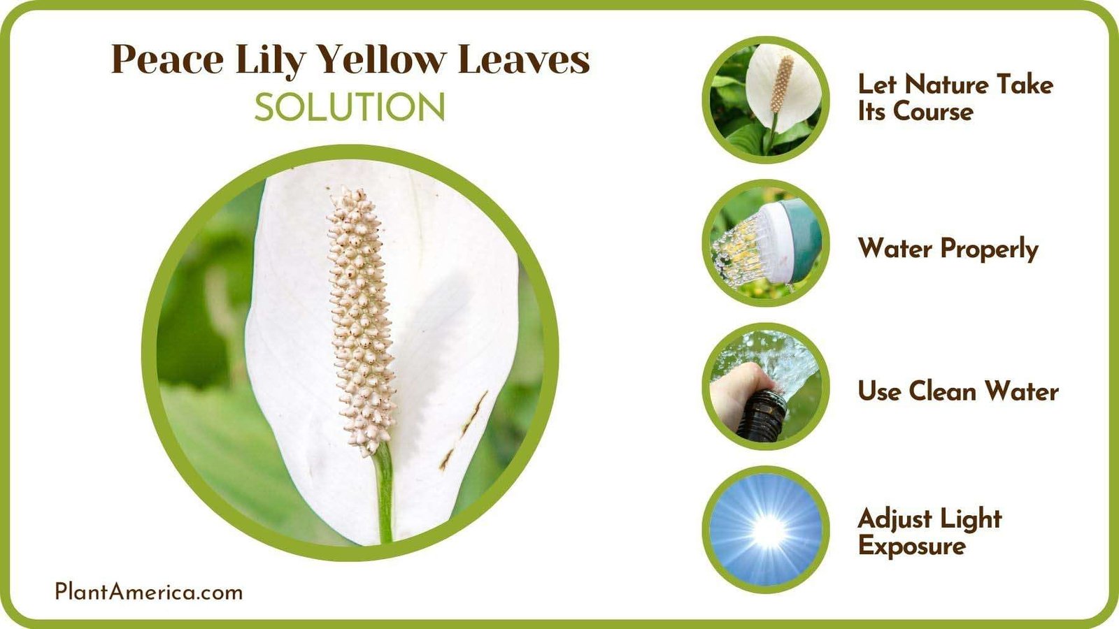 Fixing Yellow Leaves on Peace Lily PlantAmerica