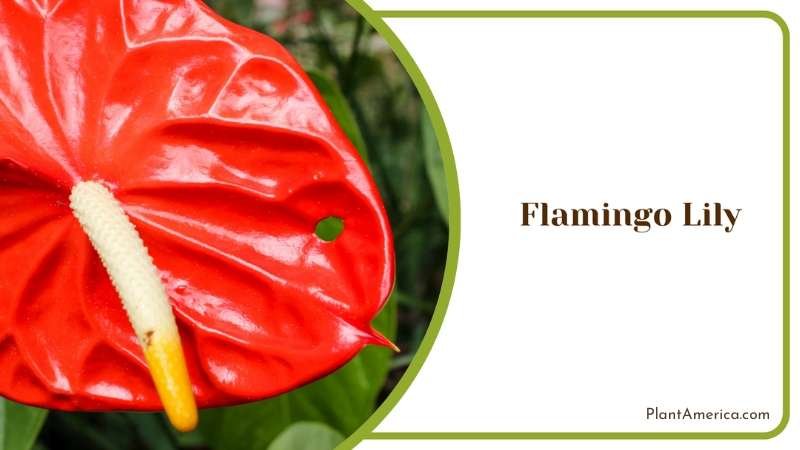 Flamingo Lily Radiance Nurturing Vibrant Floral Elegance Plant America