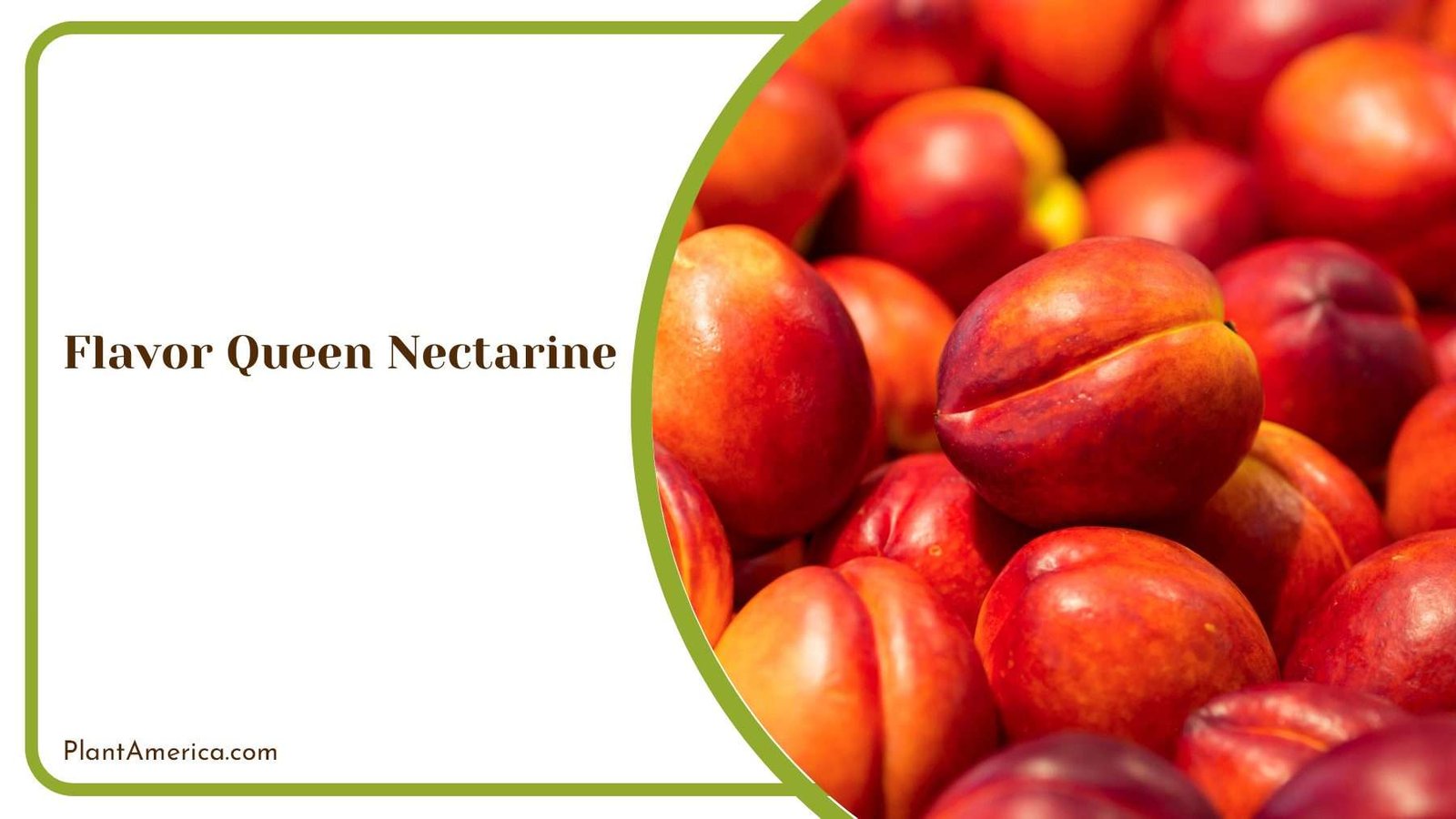 Flavor Queen Nectarine A Taste Of Orchard Elegance Flavor Queen Nectarine A Taste Of Orchard Elegance