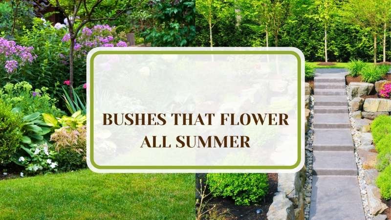 Flowers For Elegance Garden Plant America 14 Bushes That Flower All Summer Long in Your Garden
