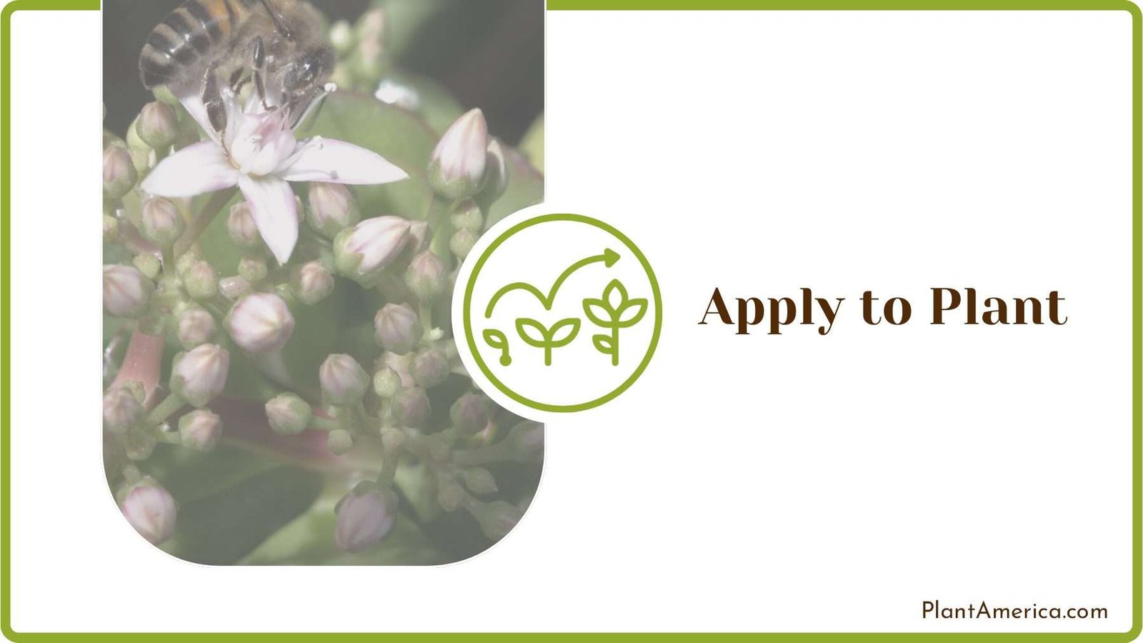 Flying Bugs on Jade Plant Plant America