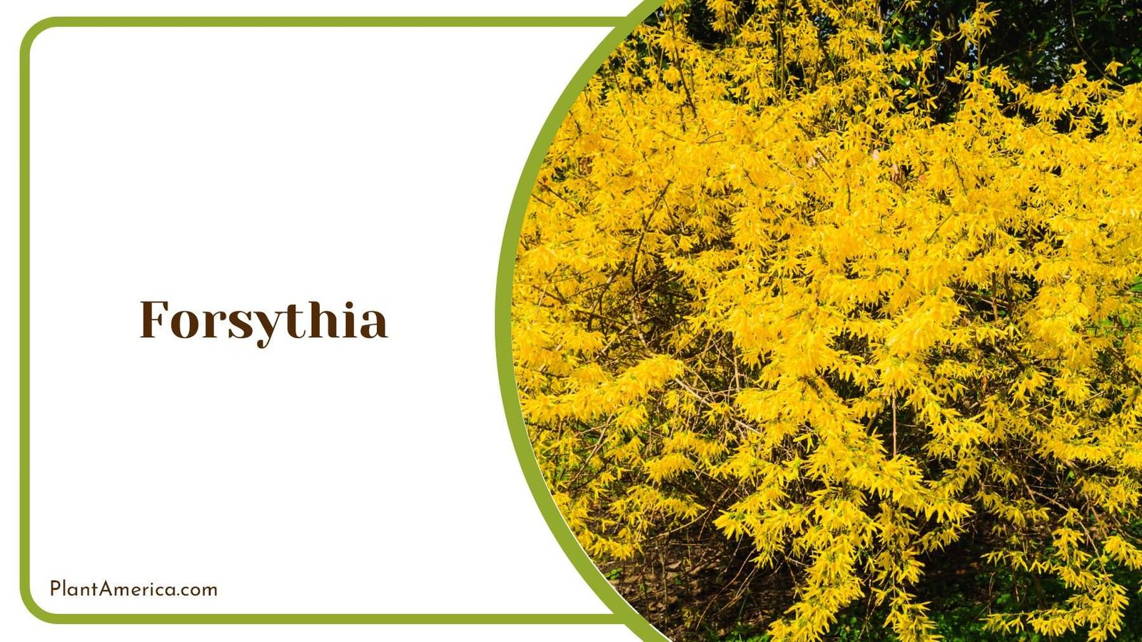 Forsythia Yellow Leaves Plant America