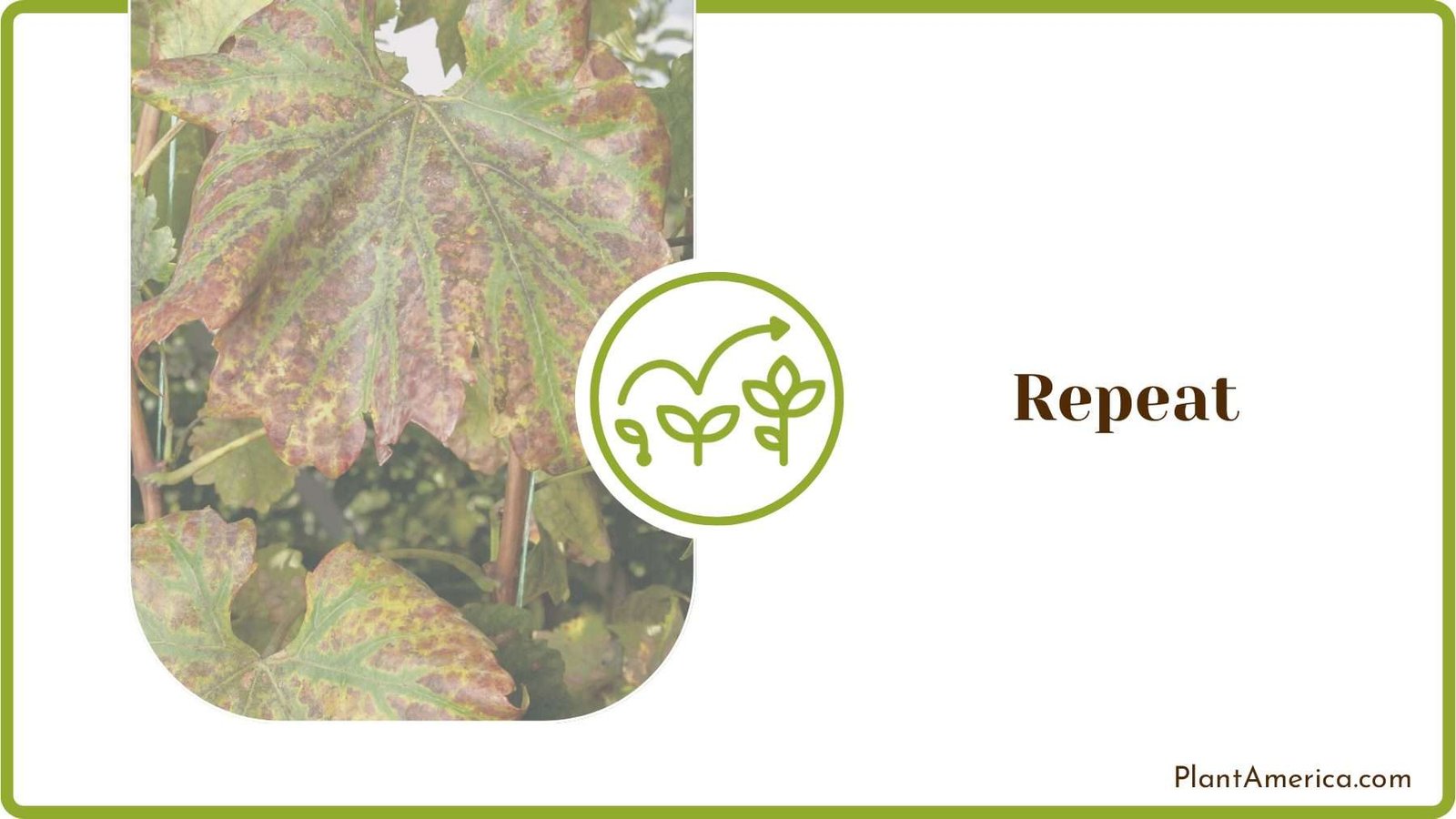 Fungal Diseases of Plants Plant America