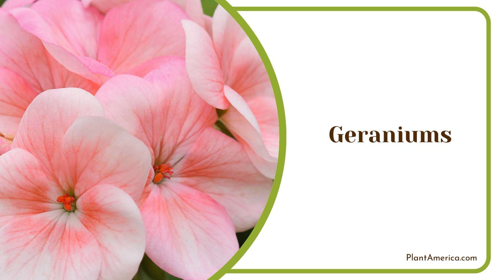 Geranium Garden Blooms Plant America