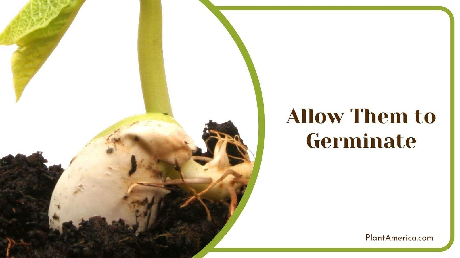 Germinated Tulip Plant Plant America Germinated Tulip Plant Plant America