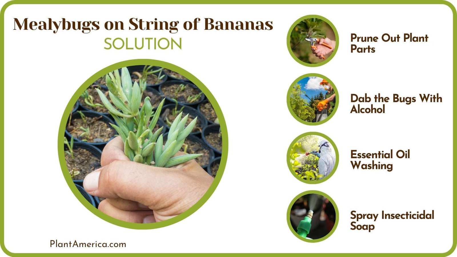 Get Rid of Mealybugs Plant America