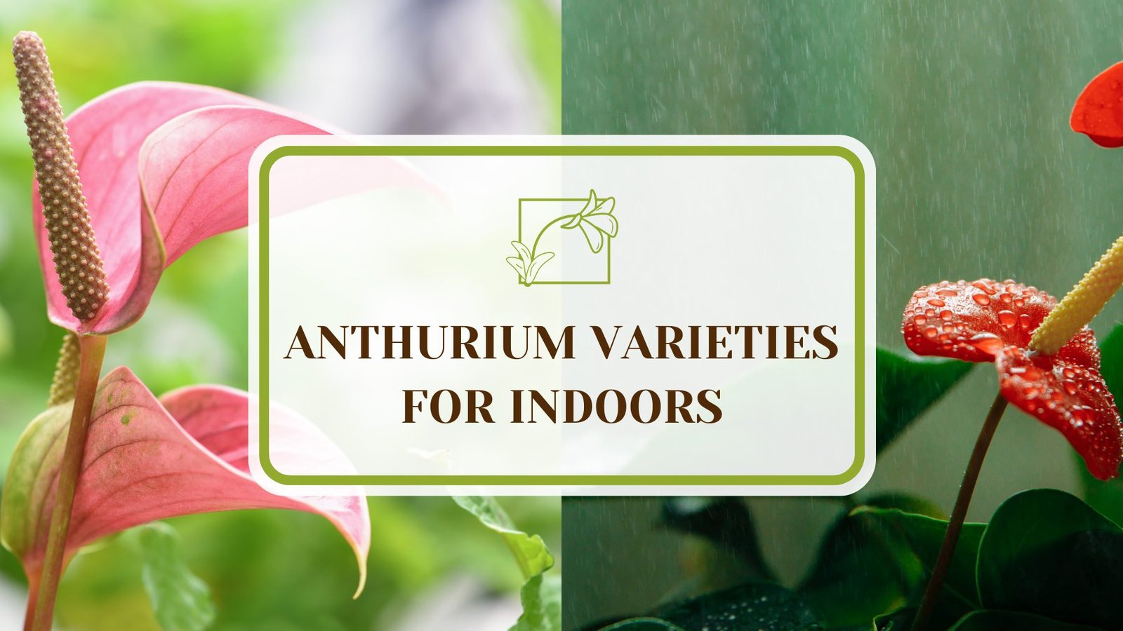 Glamorous Anthurium for Your Home ~ PlantAmerica