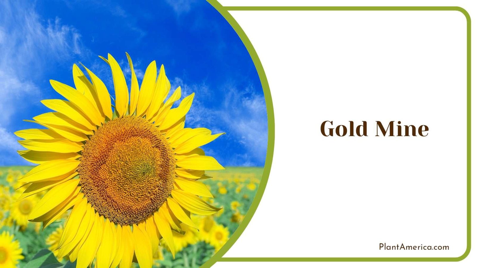 Gold Mine In The Field Plant America