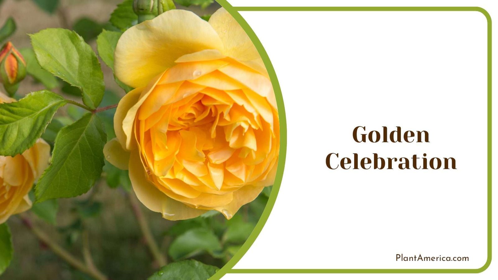 Golden Roses Celebration With Green Leaves Plant America