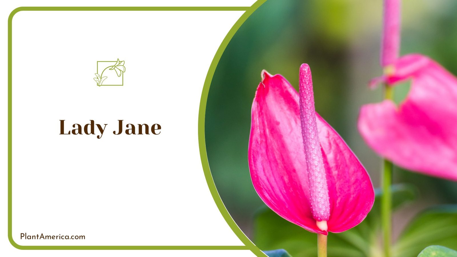 Gorgeous Lady Jane Houseplant Anthurium ~ PlantAmerica