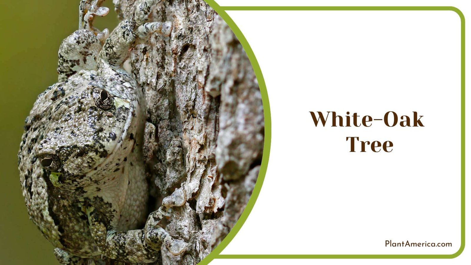 Gray Bark of White Oak Plant America