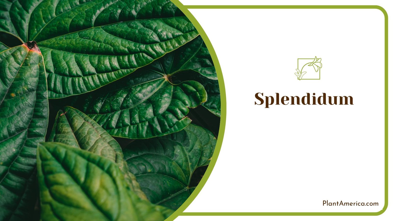 Green Enclosed Splendidum Anthurium ~ PlantAmerica