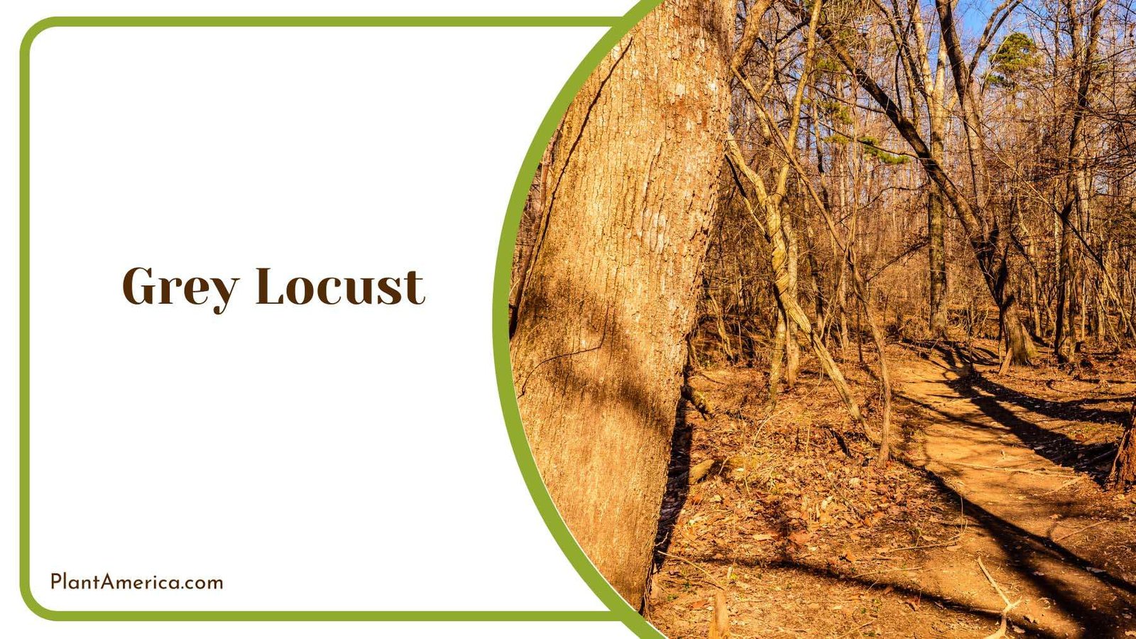 Grey Locust In Nature Plant America