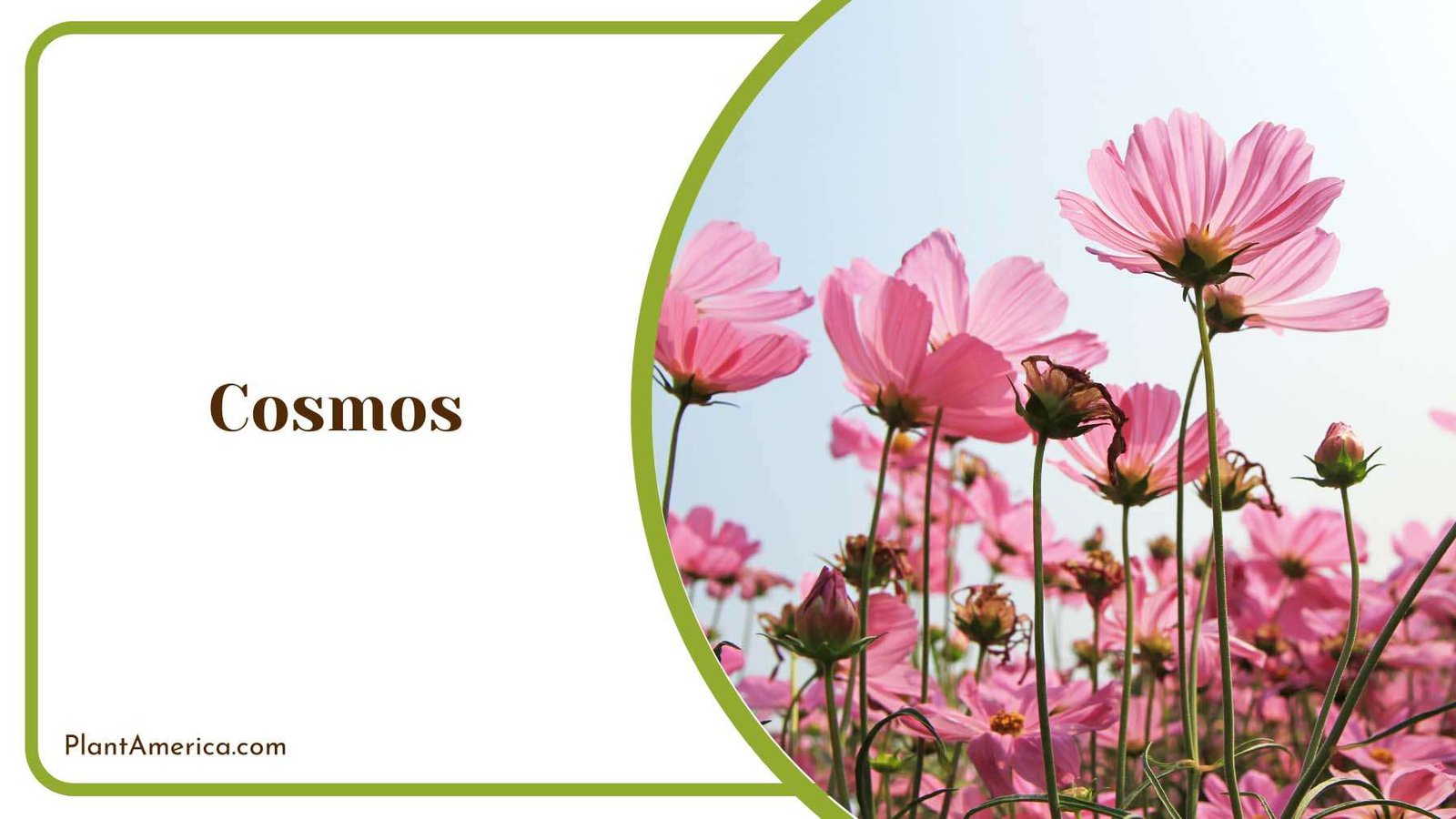 Ground Flowering With Cosmos Plant America