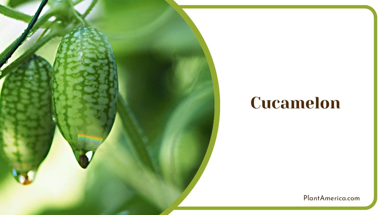 Growing And Enjoying With Cucamelon Growing And Enjoying With Cucamelon