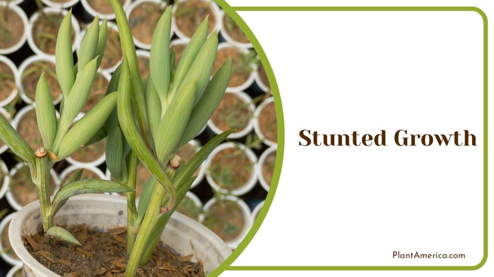 Growing Bananas in Pot Plant America